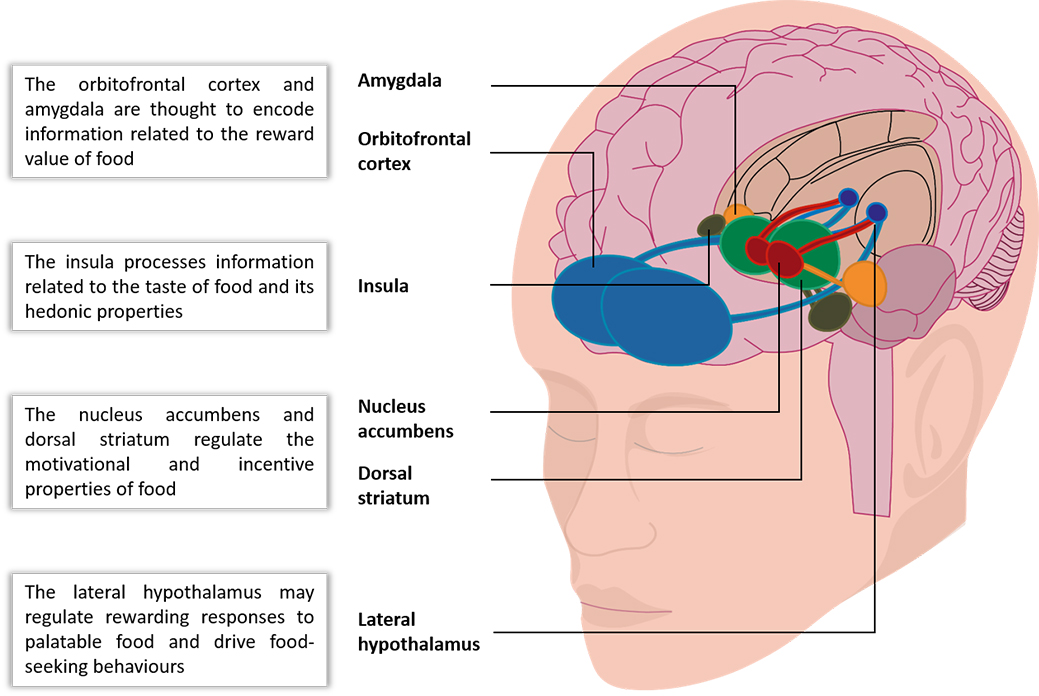 Brain Sport